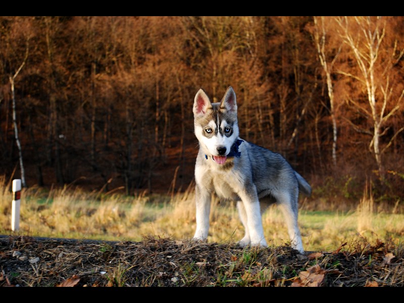 Shiva 3 months II.