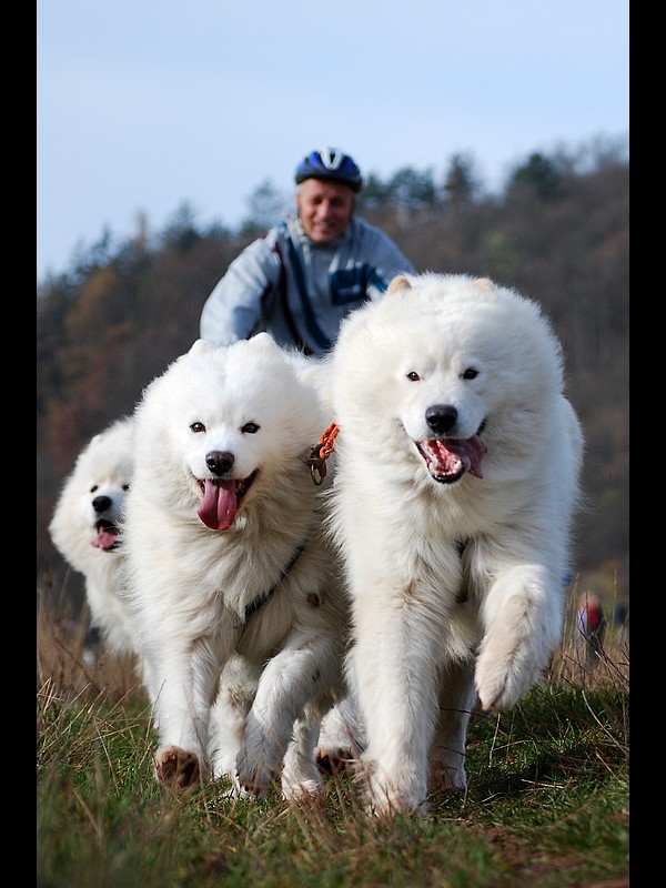 Tocnik - samoyeds