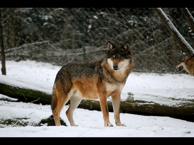 Alfa wolf