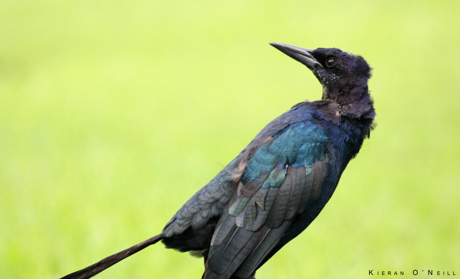 Deviantart Mailbird Bird by kieranoneill on DeviantArt