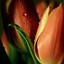 more Tulips...
