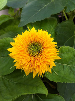 Teddy Bear Sunflower