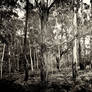 Joadja Trees - Monochrome