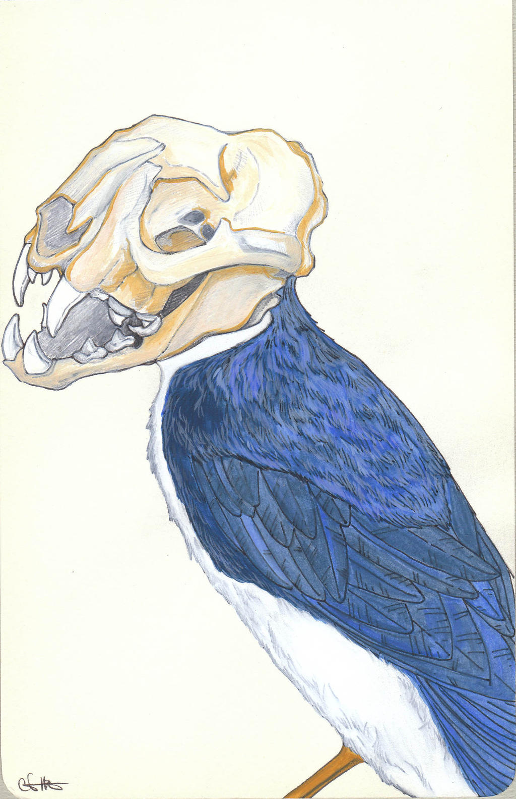 Ocelot Swallow