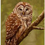 Barred Owl