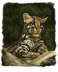 Ocelot