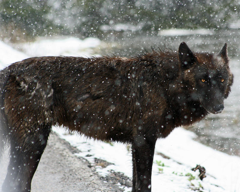 Yellowstone wolf