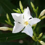 california flower