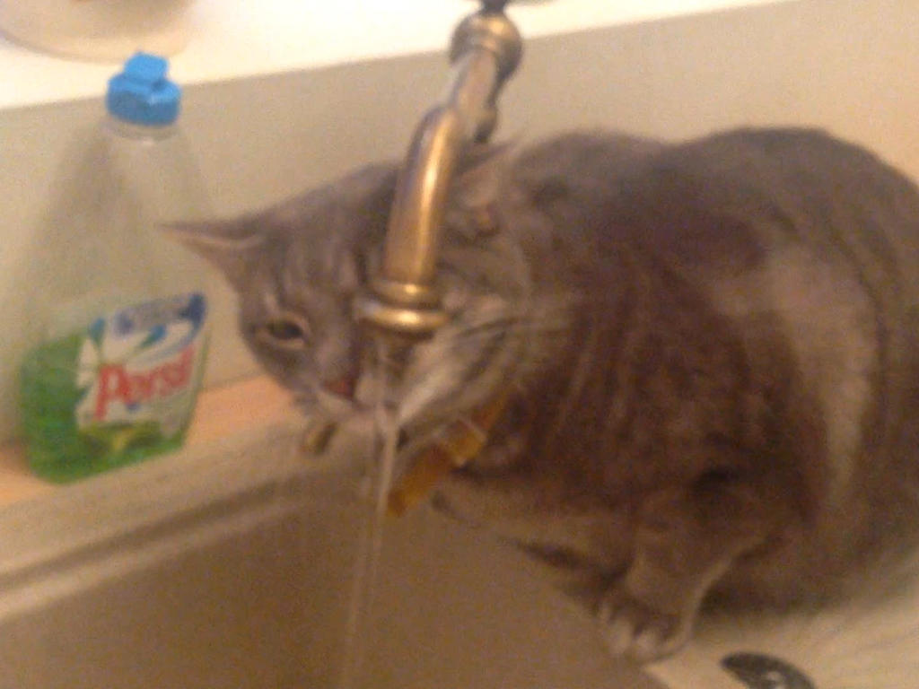 My cat drinking from a kitchen tap :3