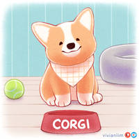 Corgi Pup