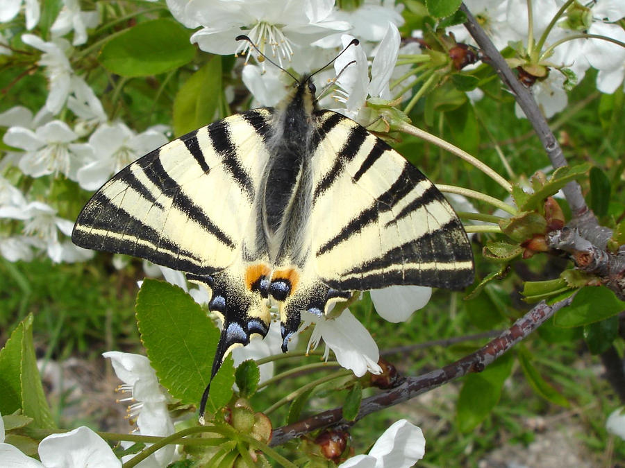 Spring butterfly by ArselNightWind on DeviantArt