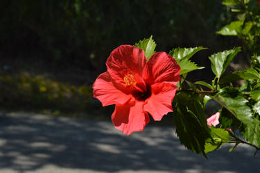 Hibiscus