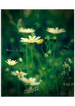 Garden of Daisies. by Mrs-Ivy
