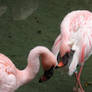 Lesser Flamingos