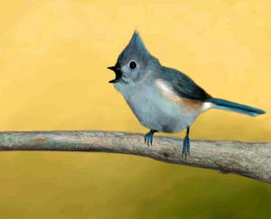 titmouse