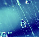 rain on a spiderweb by 00SpaceOddity00