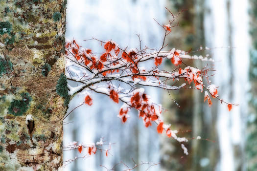 Colori sotto la neve