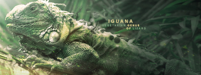Iguana signature