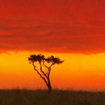 Sunset on the plains of Africa by saint-freakish