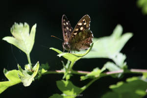 Speckled Wood  Butterfly