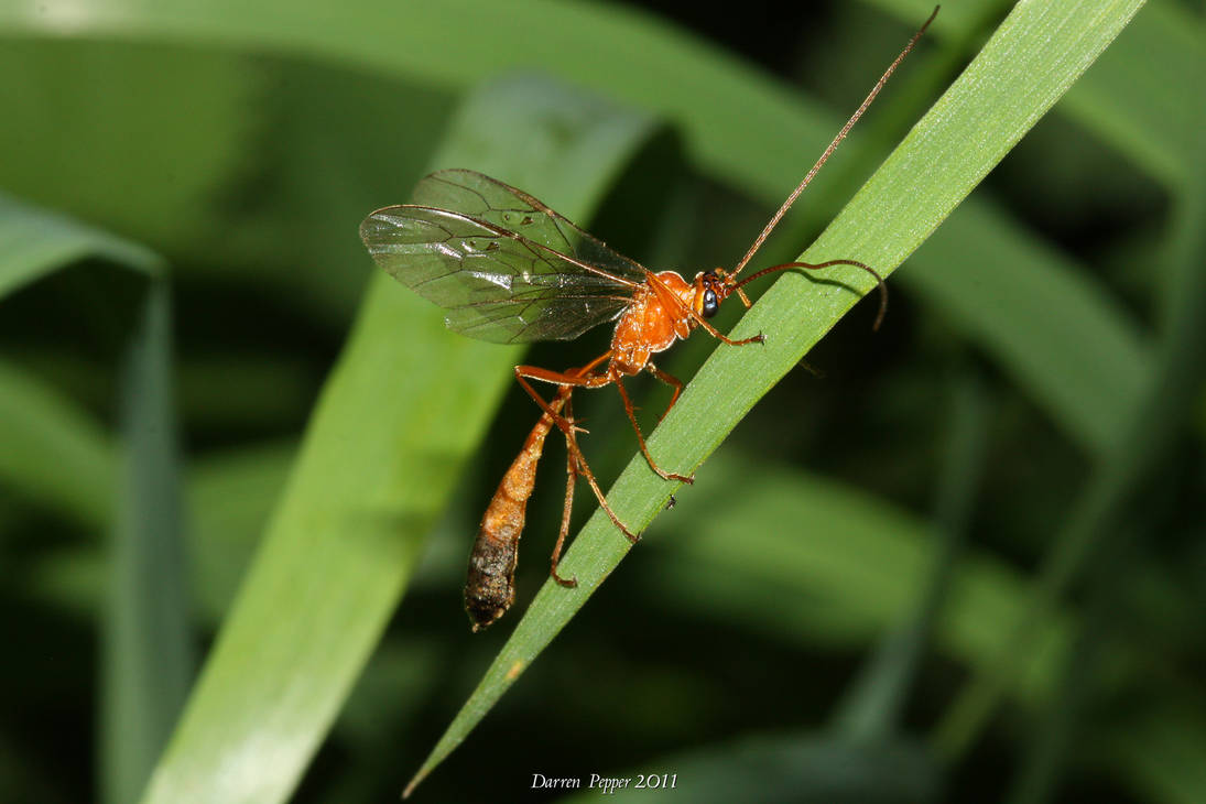 Netelia Testacea Netelia testacea by DarrenPepper on DeviantArt