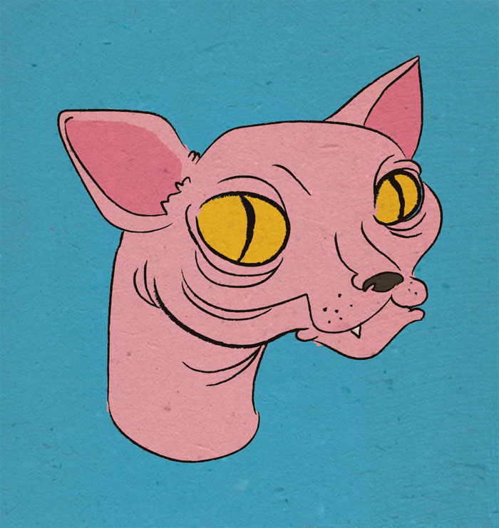 Hairless Cat