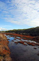 lake reeve