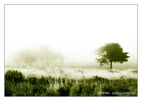 fog in the mountain range