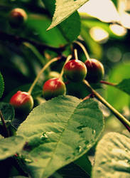 cherries