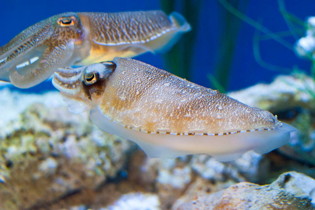 Monterey Aquarium Cuddle fish by BrandonLee88 on DeviantArt