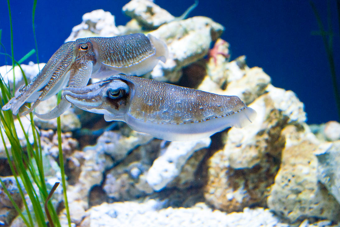 Cuddle Fish monterey aquarium by BrandonLee88 on DeviantArt