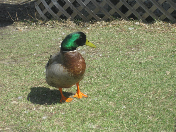 model duck wanna be