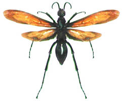 Strange bug 001