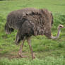 Ostrich Body 001