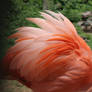 Flamingo Feathers 001