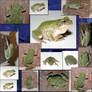 Tree Frog Stock Collage