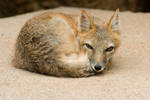 Sleepy Fox Stock