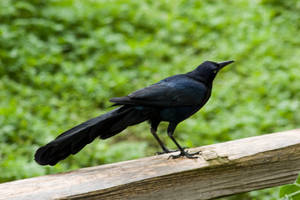 Grackle Grackle