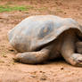 Sleepy Tortoise