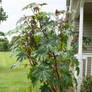 Castor Bean Plant (AKA Ricin Plant)