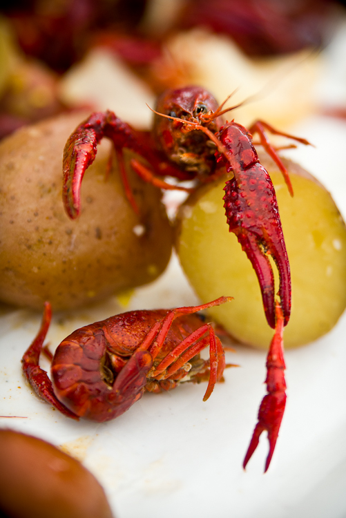 Crawfish holding a crawfish claw