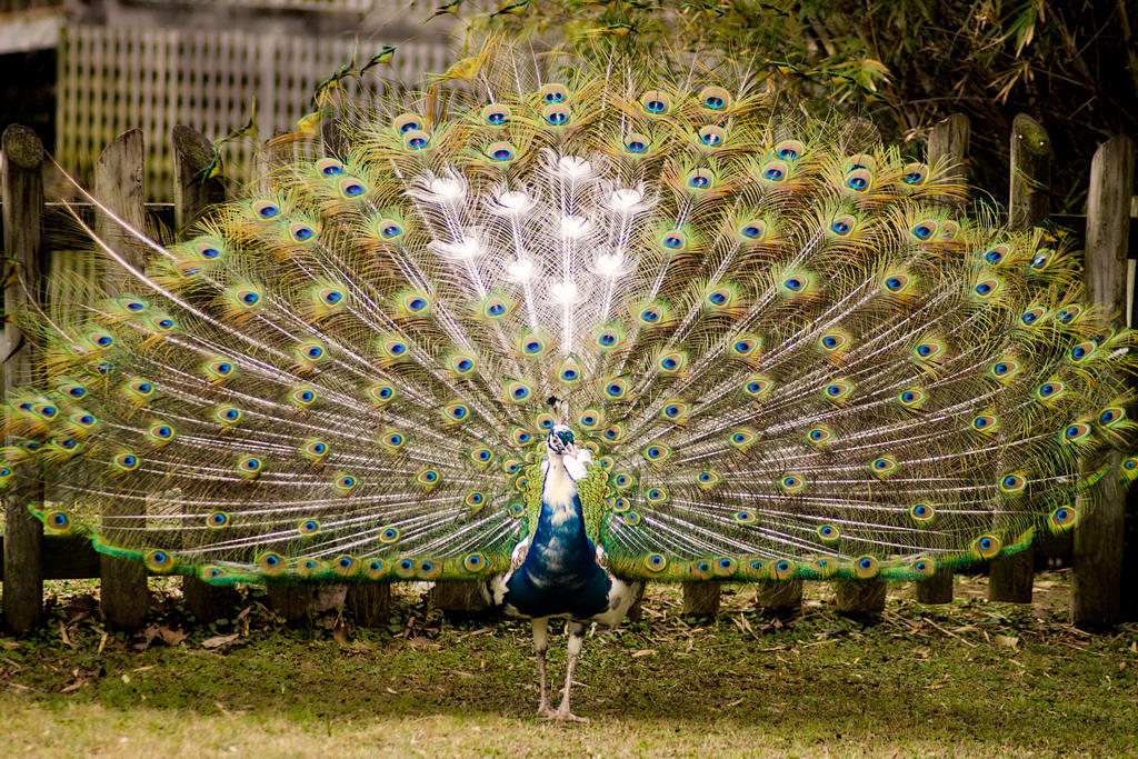 Peacock stock