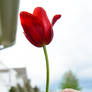 Tulip Flower Stock