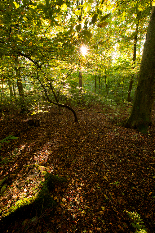 Amsterdam Forest