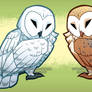 Snowy and barn owl