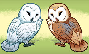 Snowy and barn owl