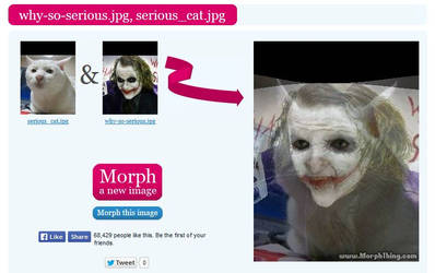 Serious Cat - Why so Serious morph