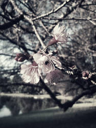 Flowers in N. Friburgo - p1