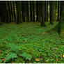 fern green