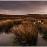 spring rushes